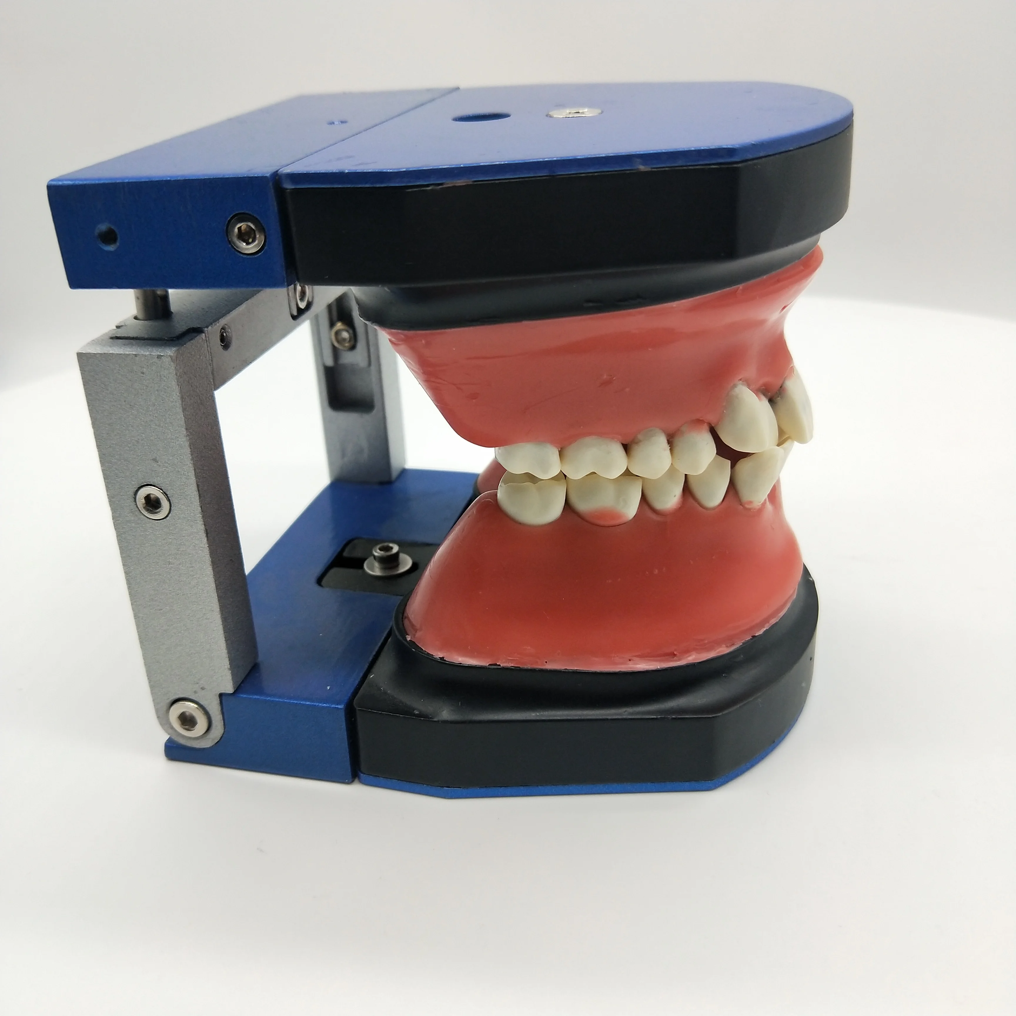 Dental Model M8017 Stainless Steel Orthodontic Training