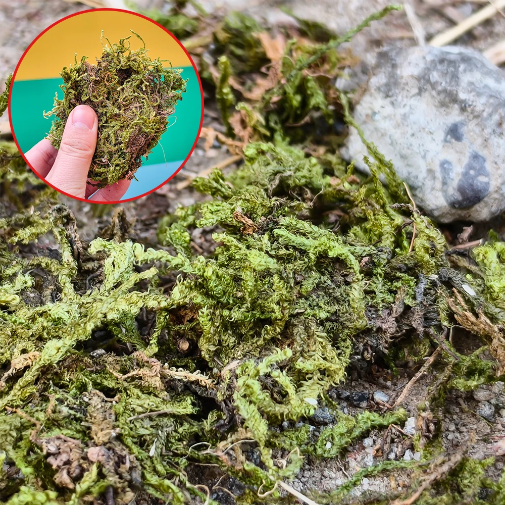 Miniature Artificial Fake Moss Model Green Plants Eternal Life Moss Grass For DIY Crafts Garden Home Military Scene Decor 1PCS