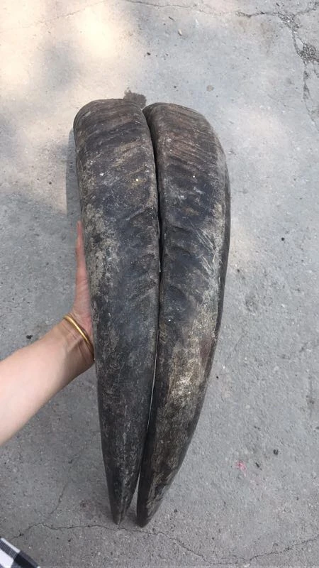 Black Buffalo Horn, Raw Material for Horn Bow, Raw Material, Raw Materials, Solid Horn Tips