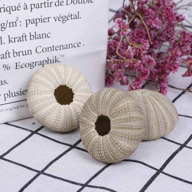 1PC Handicraft Natural Shell Conch In Characteristic Tourist Area Natural Green Sea Urchins Tillandsia Home Decoration