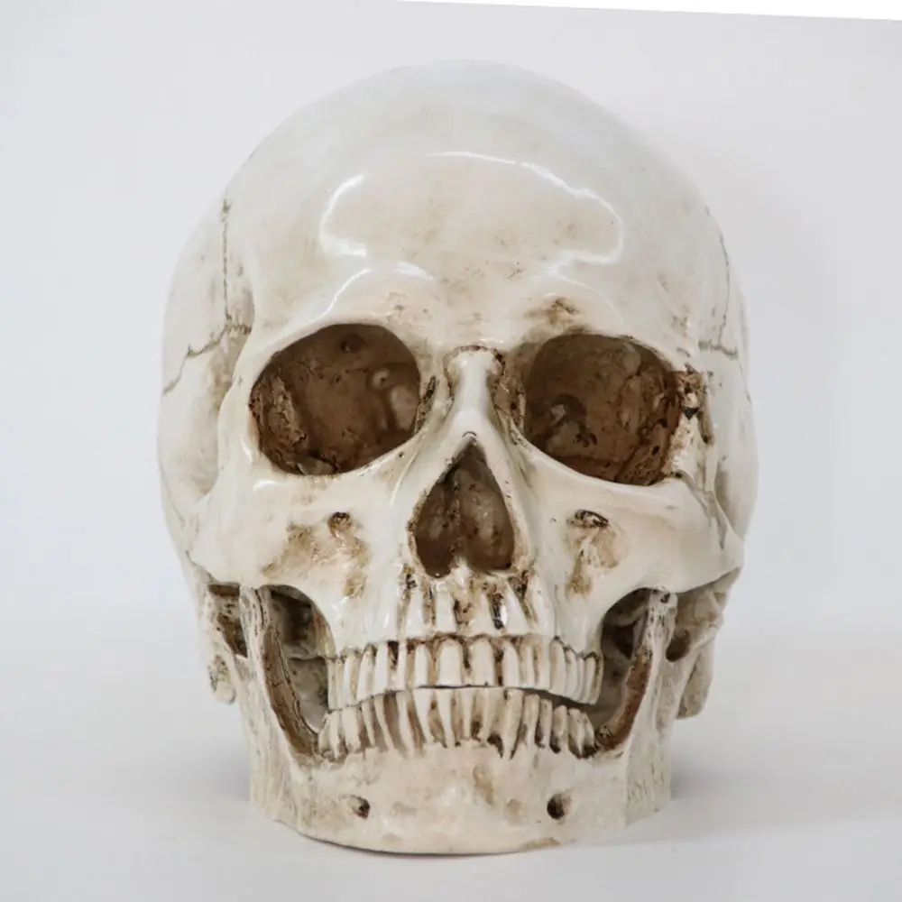 Anatomische medizinische menschliche Schädel Replik Modell antike lebensgroße Skelett Kopf Zähne DIY Dekorationen