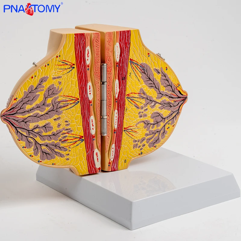 Medical Female Simulated Breast Anatomy Model for Obstetrics and Gynecology Postpartum Repair Training Breast Enhancement