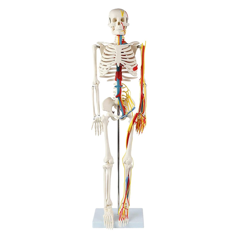 Il modello anatomico dello scheletro umano a grandezza naturale di 85cm Include i vasi sanguigni del nervo, gli strumenti didattici della scienza