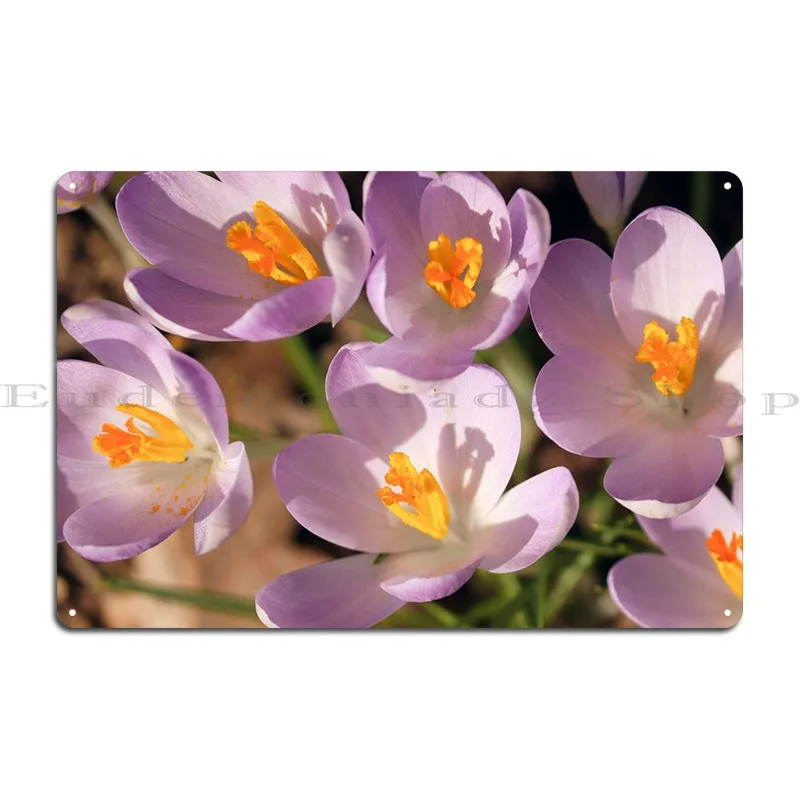 Safran Crocus Flowers Metal Sign Rusty Wall Cinema Personalized Create Tin Sign Poster