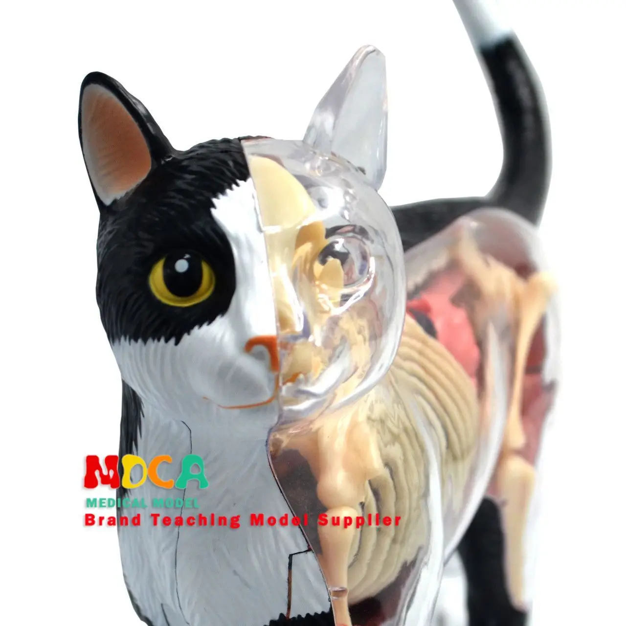 4D Master Black and White Cat Model, Animal Organ Anatomy Model, Medical Teaching Aids, Assembly Teaching Model Ornaments