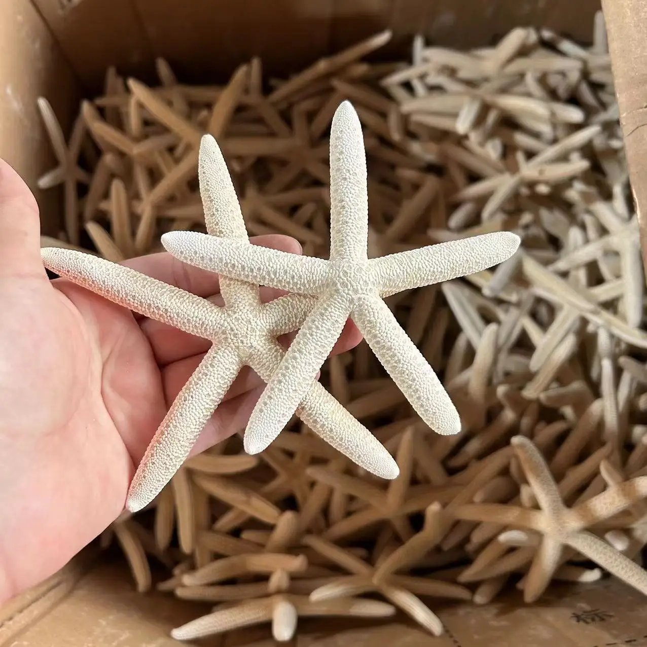 Natural Shell Conch Window Landscaping, Mediterranean Decorative Bread Star Micro Landscape, Furnishing articles Starfish