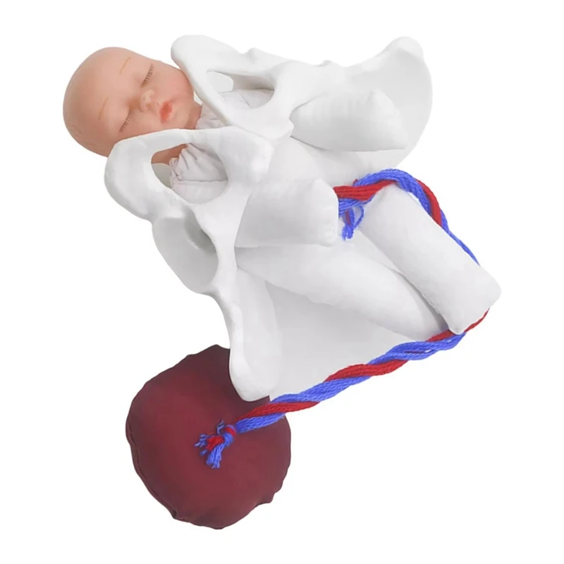 New Female Pelvis Model Childbirth Model For Science Education Teaching Study Fetus Umbilical Cord Placenta Model