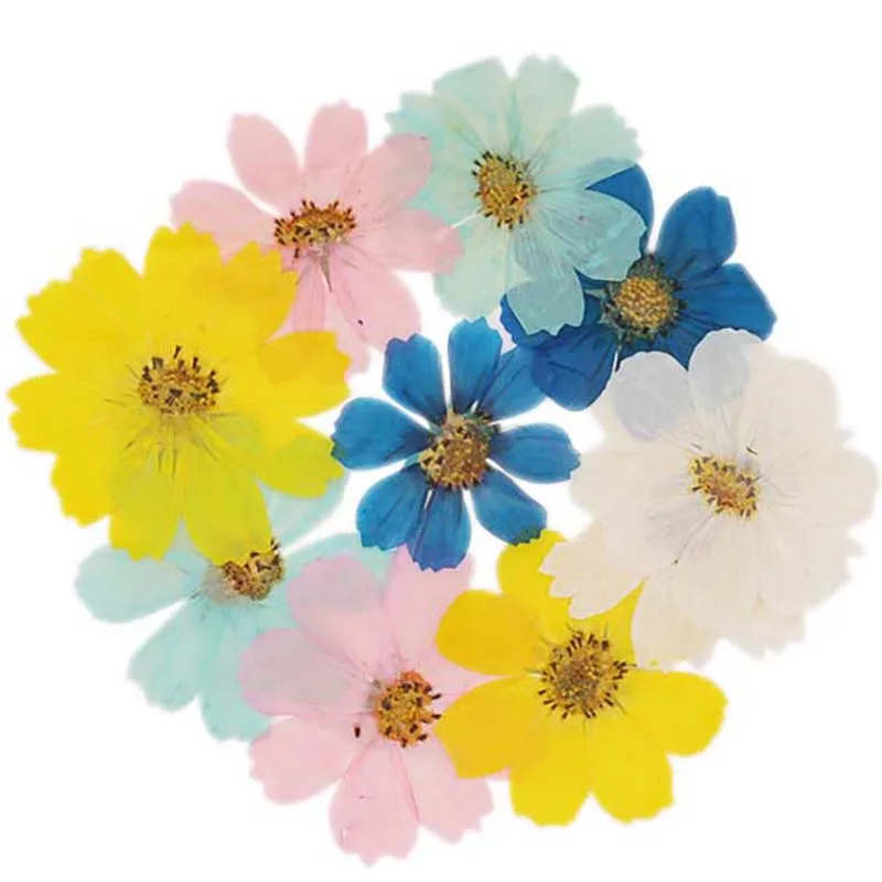 7~9CM/12PCS Natural Dried Large Pressed Galsang Flowers Heads,Dry Sunflower For Epoxy Resin Jewellery,Candles Making Decoration