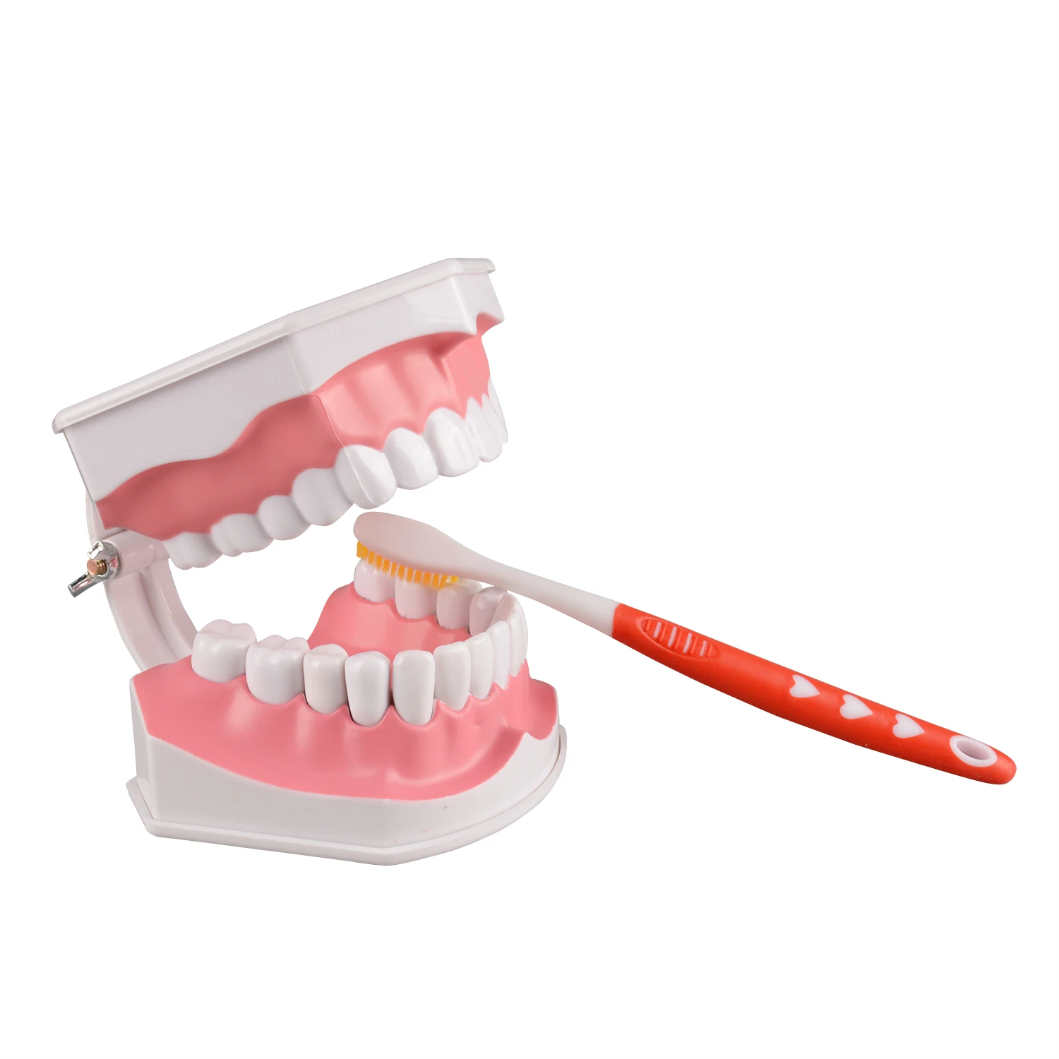 Ultrassist Large Anatomical Teeth Model 2 Times Dental Hygiene Teeth Models Dentist Teaching Oral Care Model with Detachable