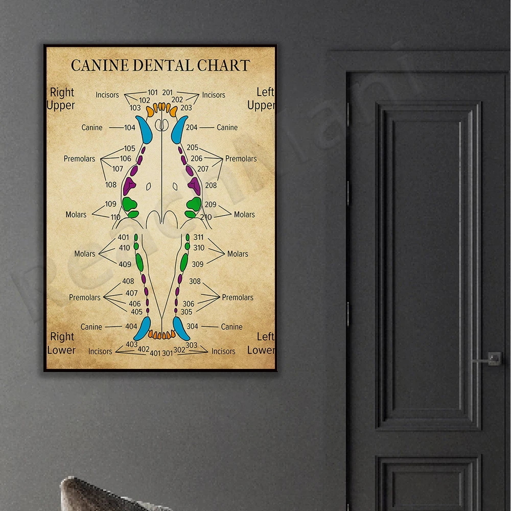 Canine Figure Poster, Canine Figure Art, Veterinary Medicine Wall Decor, Dog Teeth Art Print, Veterinary Nurse Gift