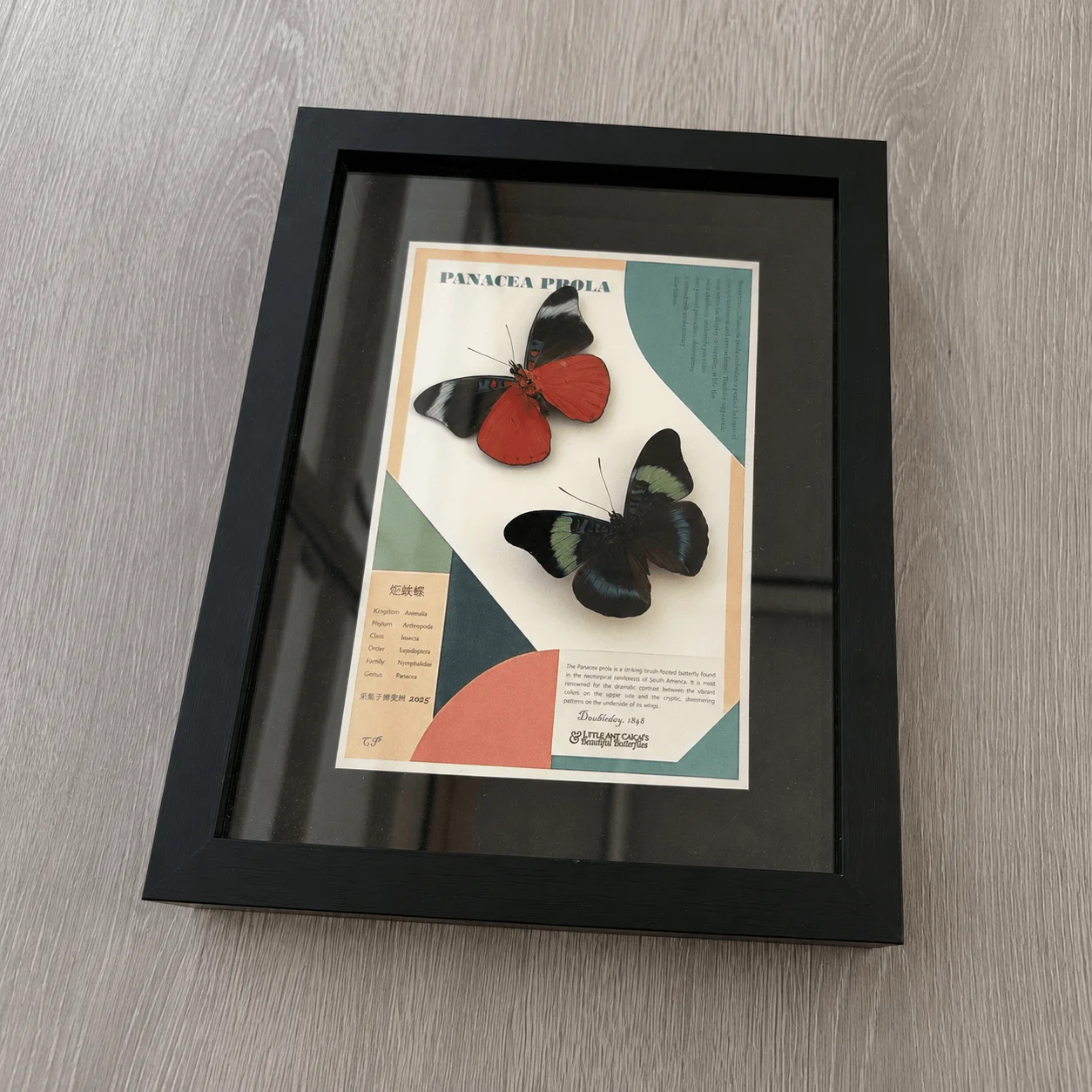 Framed Real Panacea Prola Butterfly, Double Sided Wing Display,Museum Wall Art,Nature Decor Unique Gift for Butterfly Lovers