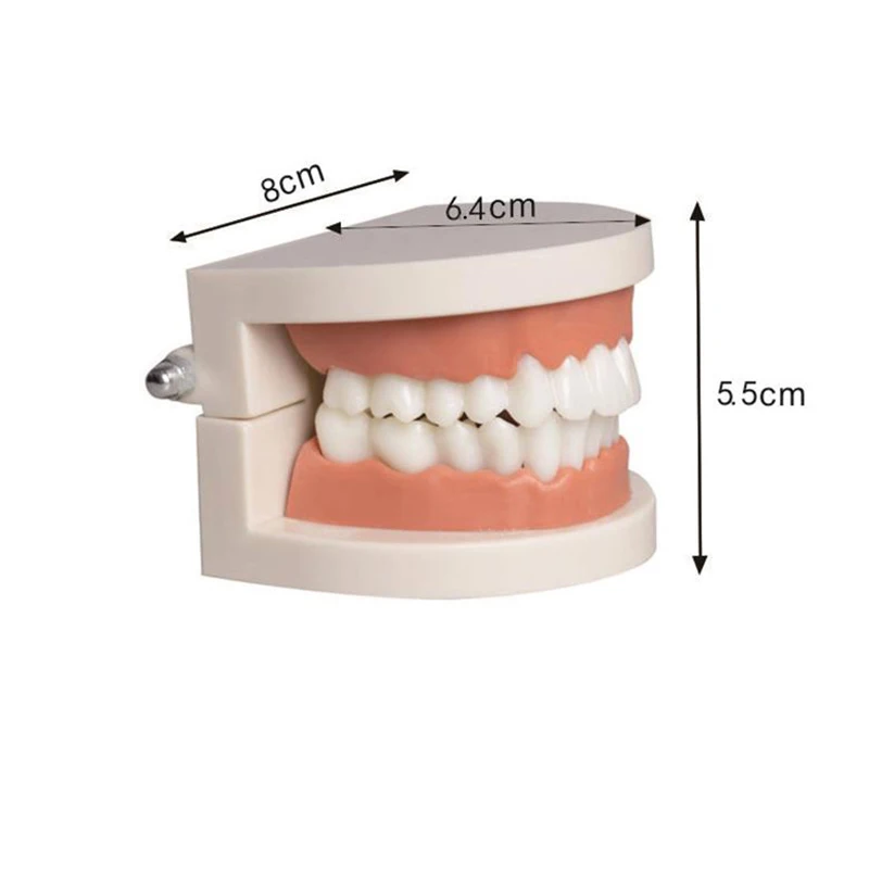 Dental Caries Standard Teeth Model, Oral Demonstration Model for Doctor-Patient Communication, Dentistry Teaching Learning Tool