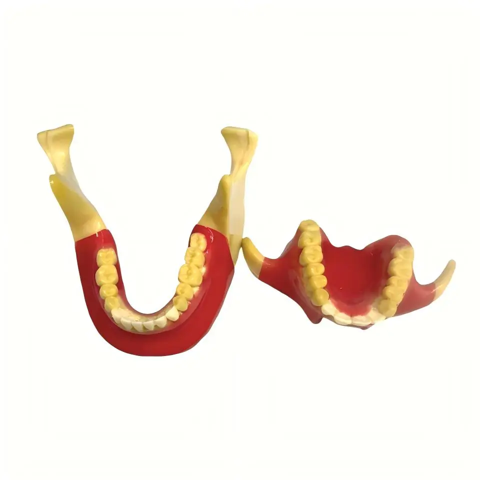 Life Size Human Jawbone Model Upper Lower Maxilla Mandible Dental Teeth Replica for Medical School Anatomy Demonstrations