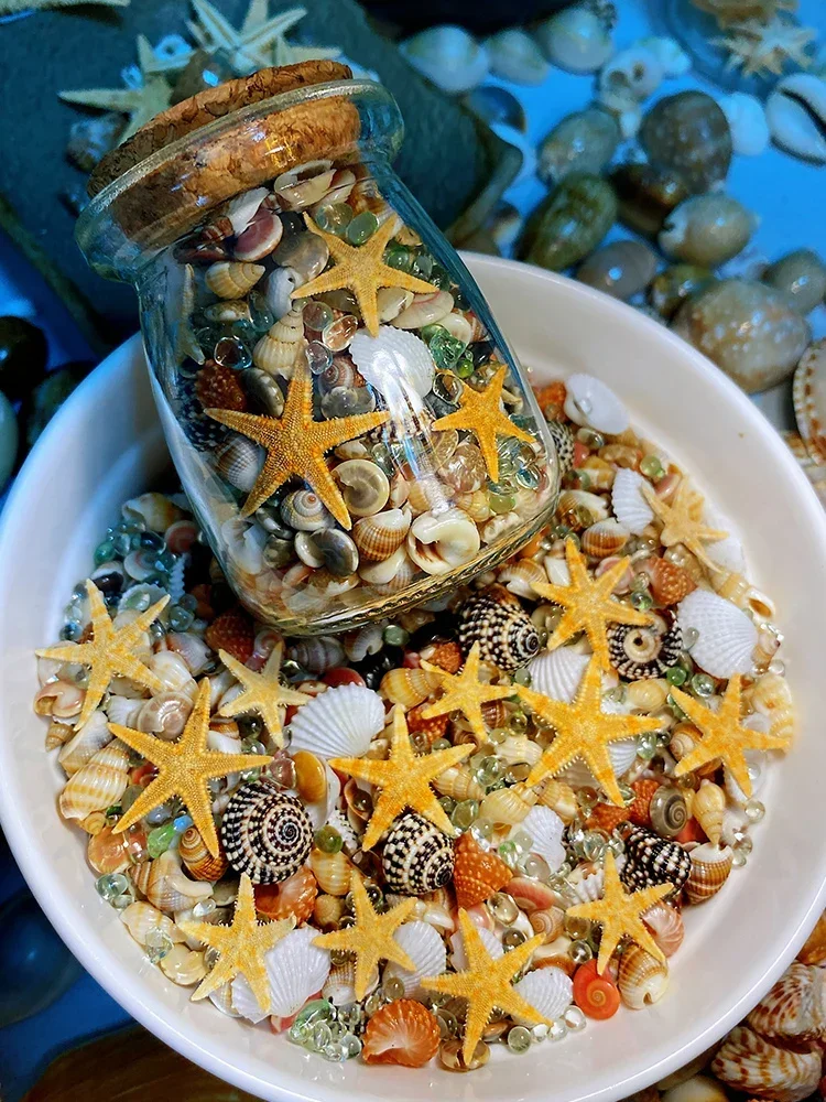 6 Kinds of Natural Ultra-small Shells and Conch Combinations Mini Shells, Conches and Starfish Gifts