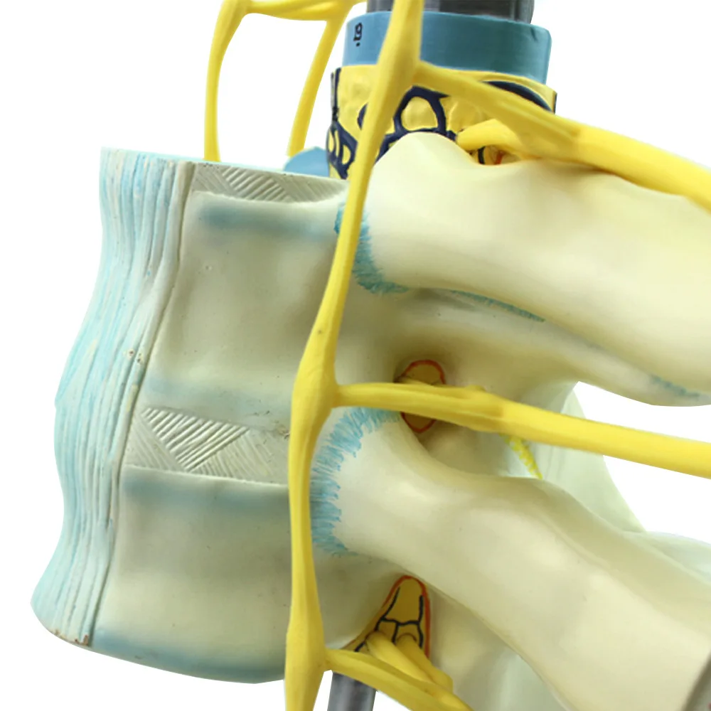 

Medical teaching equipment Human anatomy education model spinal nerve amplification bone model