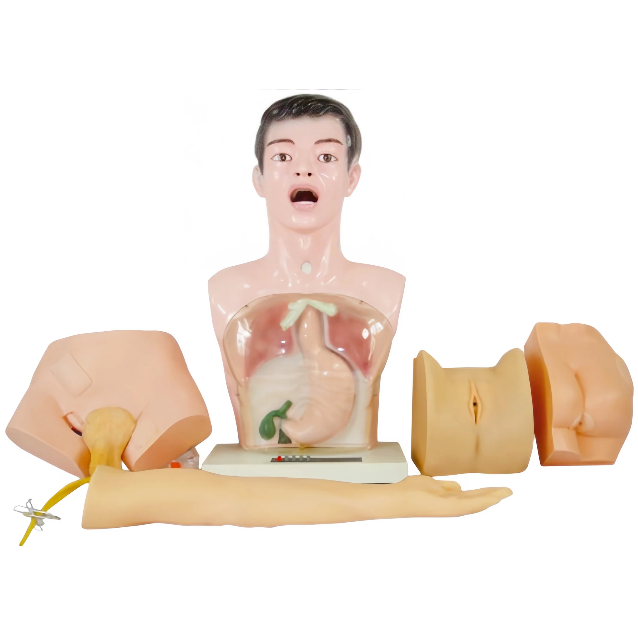 Basic Medical Science Internship Operation Eco-friendly PVC 5 Parts Human Anatomy Manikin Nurse Training Nursing Practice
