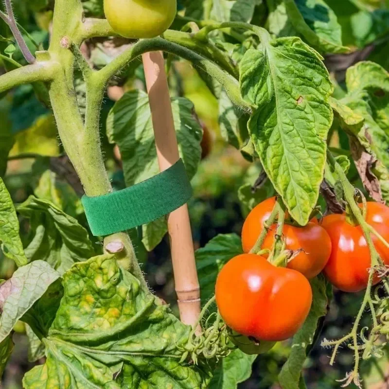 Pflanzenbinder, verstellbar, selbstklebend, für Pflanzen, Nylon, Kabelhaken, Schlaufenunterstützung, Gartenschnur, Verband, wiederverwendbare Verschlussbandstreifen – Detail 5