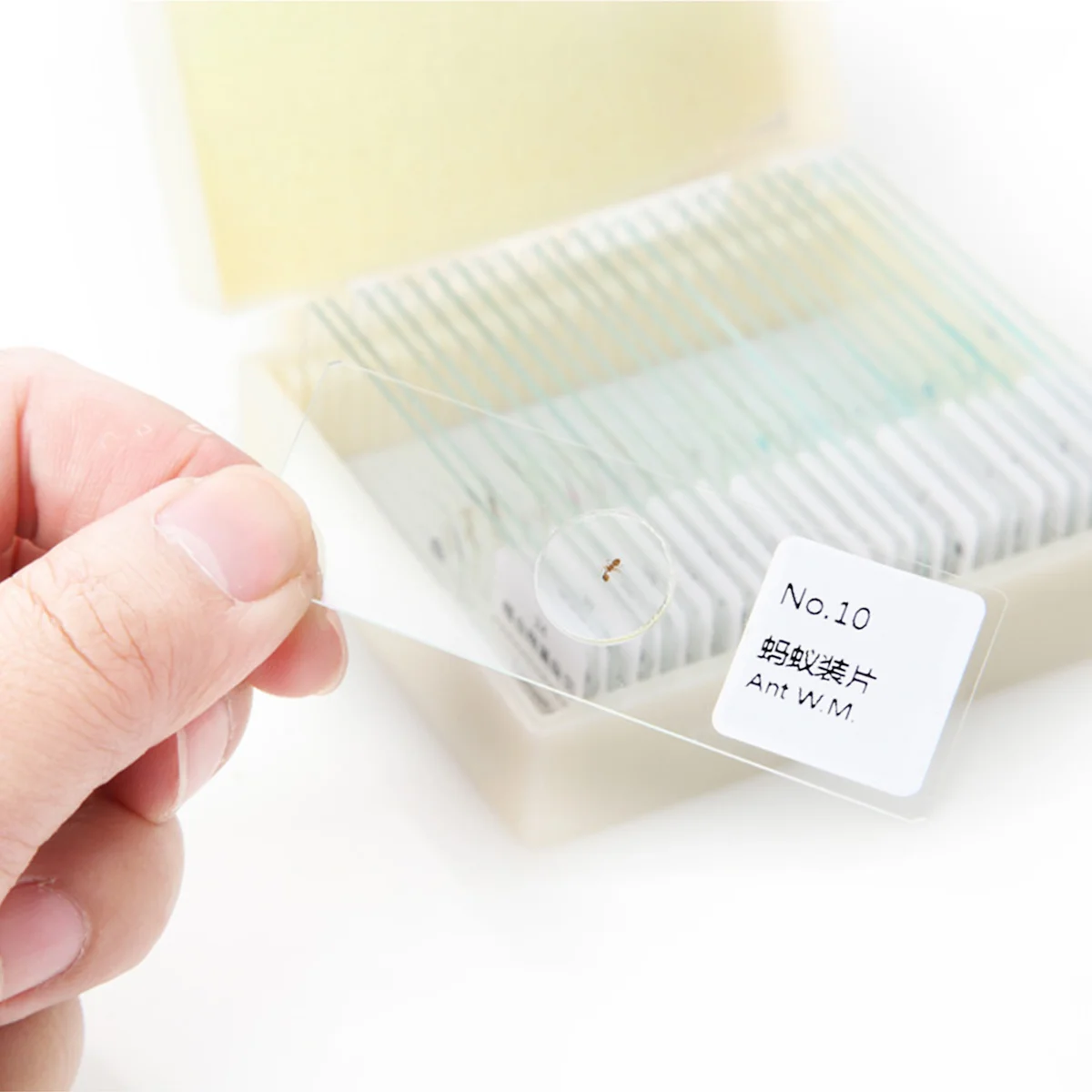 10 pçs/set biologia preparado amostra de vidro microscópio amostras para crianças estudantes ciências educacionais auxiliares de ensino biologia