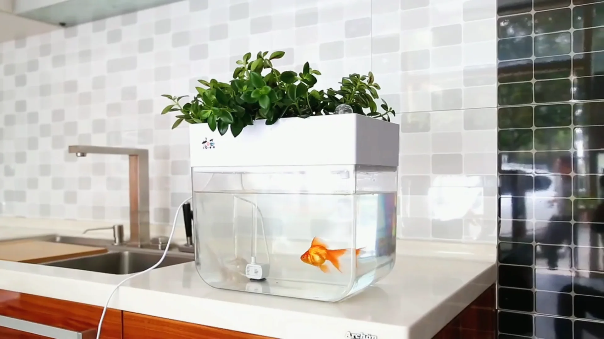 Small Aquarium Symbiosis Kit Fish And Vegetable Hydroponic Aquaponics Growing Systems For Home