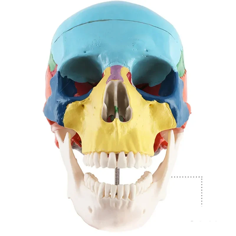 Crânio dental humano destacável para o uso do equipamento e do material da odontologia, modelo detalhado com anatomia colorida da anatomia para o adulto