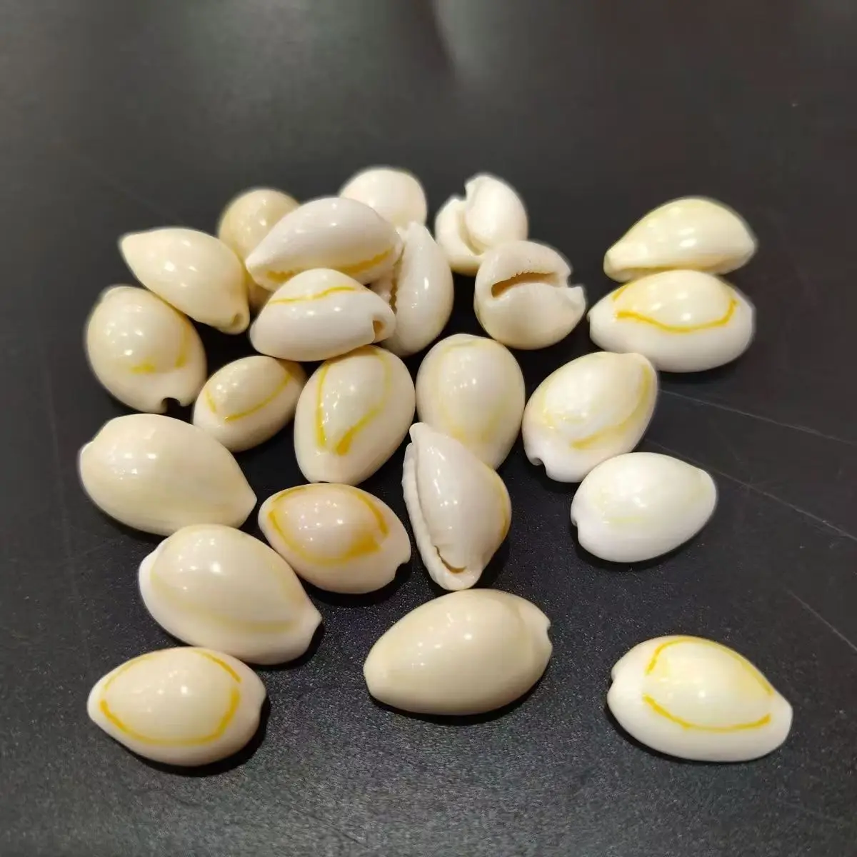 50 PCS Natural golden-edge conch shells charms for wall hangings, handcrafted decorative DIY accessory materials
