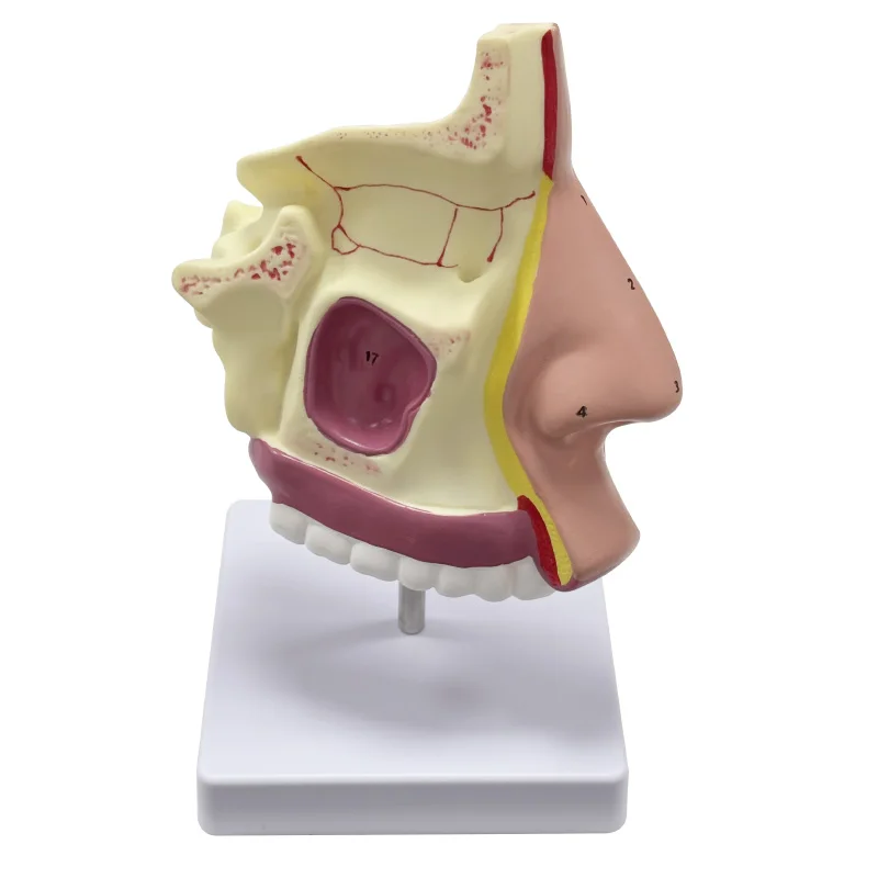 

Otolaryngology Medical Model Nasal Cavity Anatomical Nasal Nose Model Mouth and Nose Structure Model