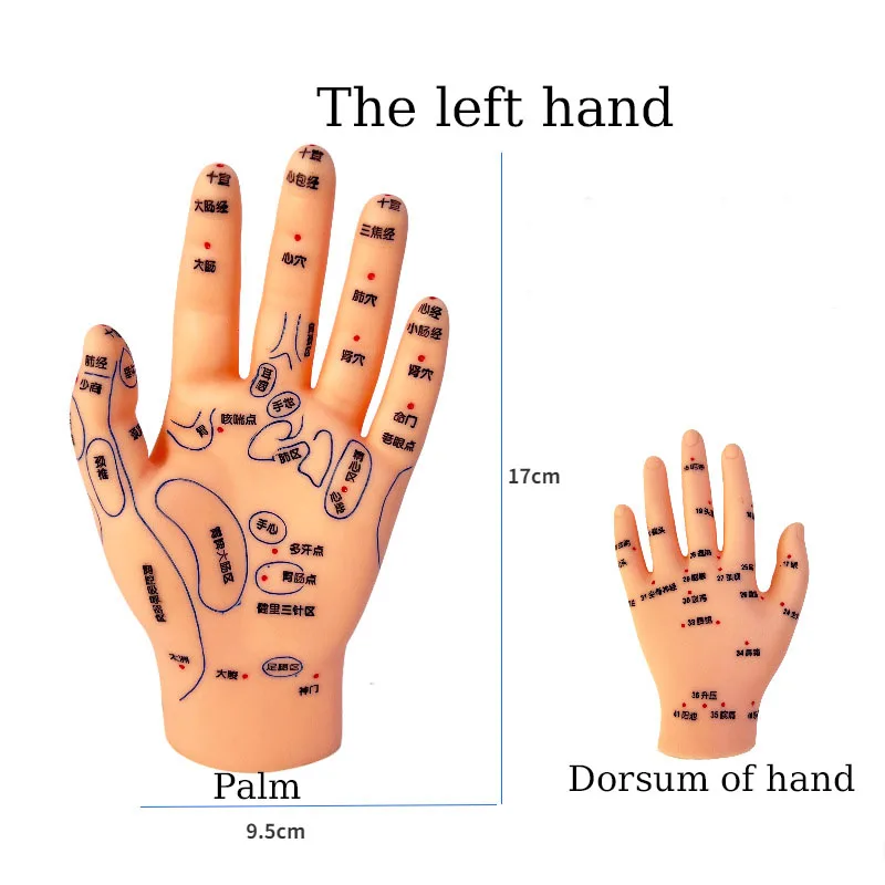 Hand And Foot Ear Acupoint Model Meridian Massage Acupuncture And Moxibustion Model Medical Teaching Supplies