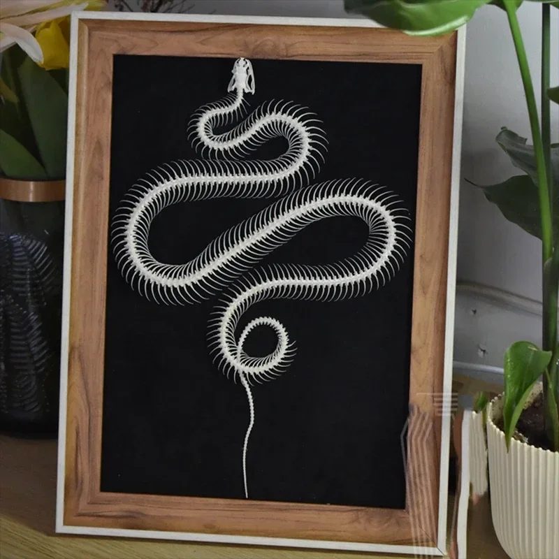 2032 Boutique Artificial Snake Skeleton Framed Wall Art Resin Replica Realistic Animal Bone Specimen Modern Home Decor Gothic