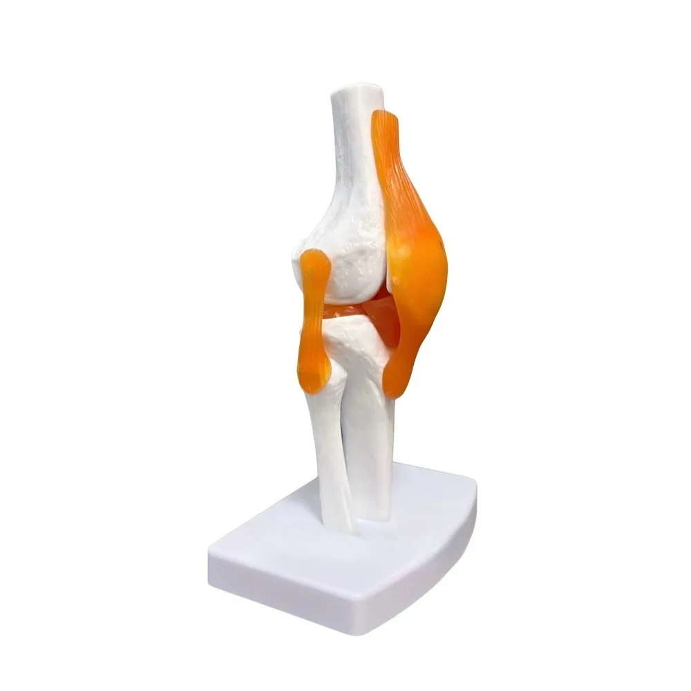 Human Knee Joint Functional Model, Meniscus Cruciate Ligament Movable Kneecap Patella Teaching Skeleton Model
