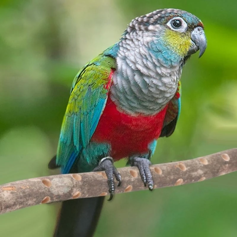  Multifunctional Parrots Stand Branch Grinding Scratchers Toy for Conure Toy Hammocks Standing Toy view 6