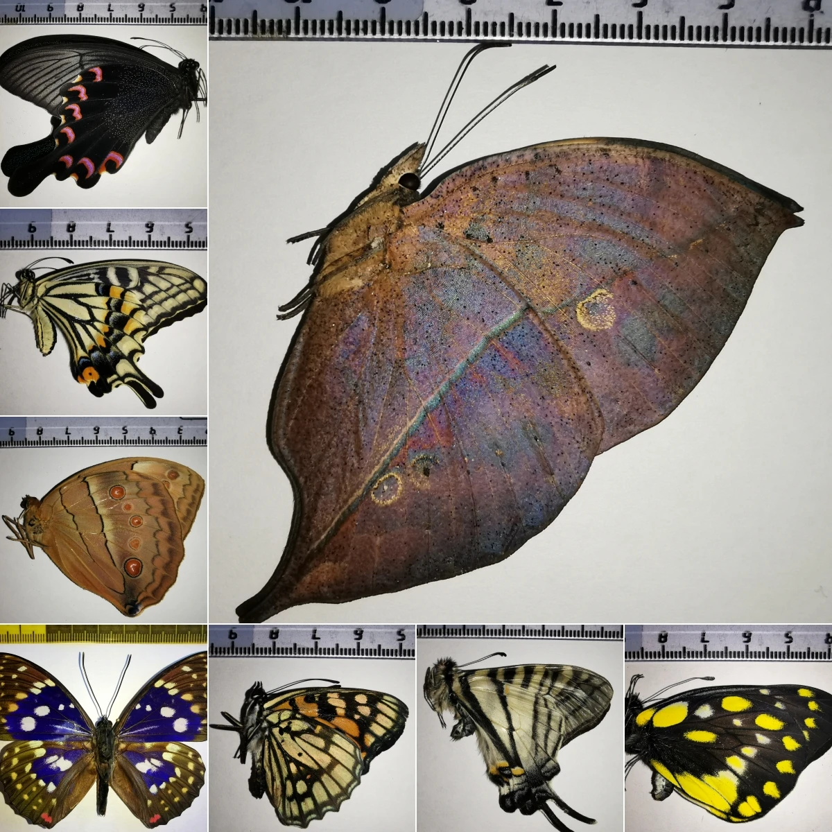 2195 High quality wholesale Unspread Butterfly Raw Materials A1 A- Grade Mixed Species Bulk Supply for Handcraft Artwork DIY