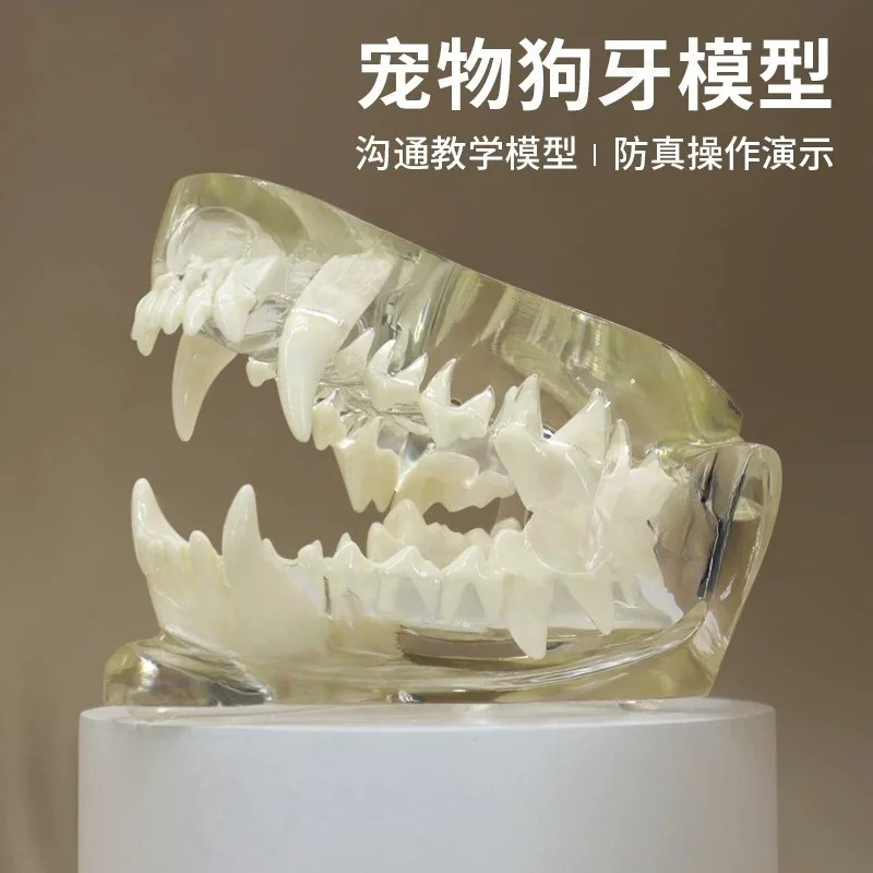 Pet Dog Cat Teeth Anatomical Model Veterinary Oral Cavity Demonstration Teaching Study Tool Animal Dental Mold