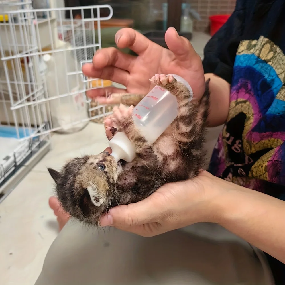 Flaschenset für die Tierpflege mit Silikonnippeln in 3 Größen, Anti-Verschluck-Futterspender für neugeborene Kätzchen, Welpen, Kaninchen, kleine Tiere – Detail 6