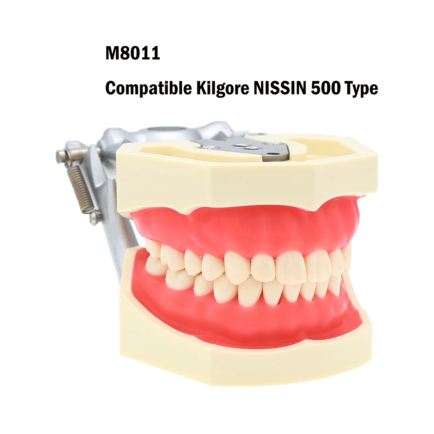 Dental Typodont Teeth Model 28Pcs Removable Tooth Fit Kilgore NISSIN 500 Type Simulation Cheek Soft Rubber For Practice