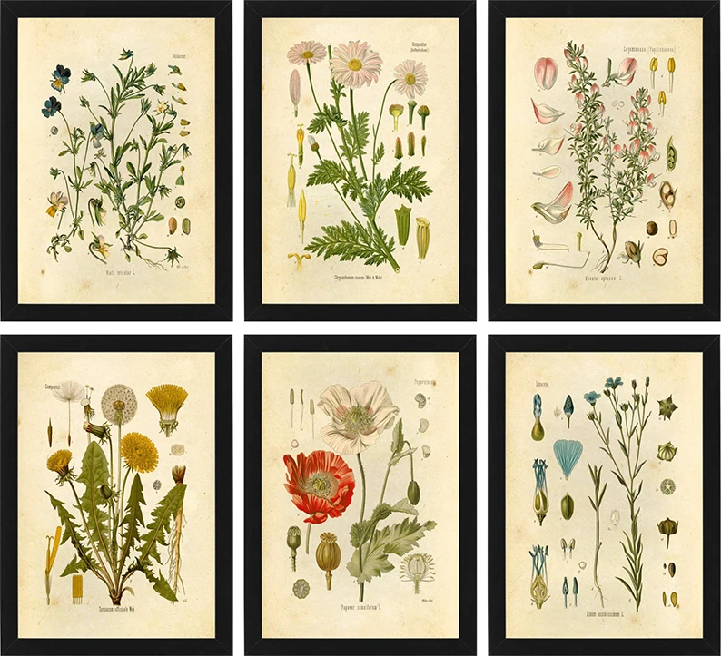 

Vintage Botanical Prints Wildflower Prints Painting French Plant Illustrations Wall Art Prints Pictur Silk poster