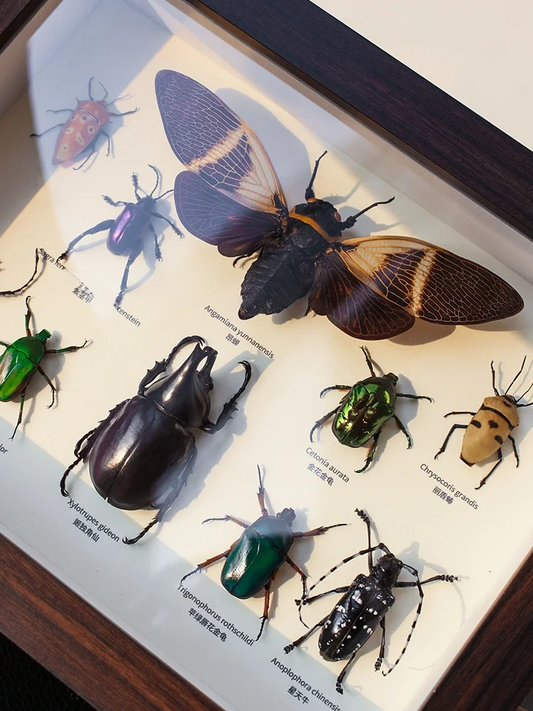 

Eonal Modern Simple Frame Insect Specimen Artwork Decorative Piece for Children Display of Ten Different Insects Gift
