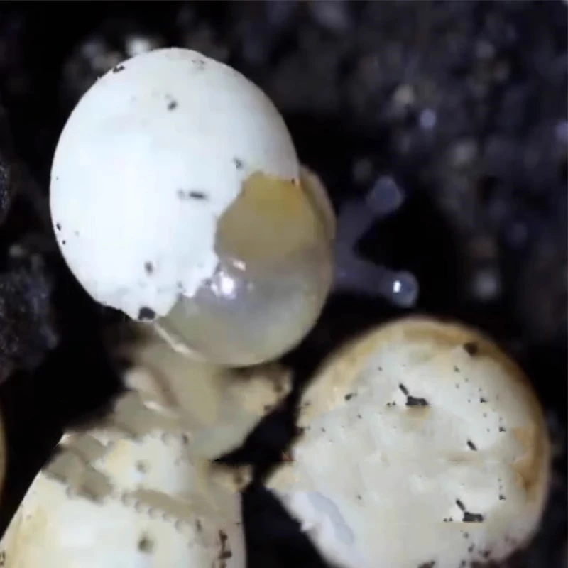

15 PCS/LOT Lissachatina Achatina Fulica Snails Real Eggs Seed Snail Egg Seeds Discovery Toys