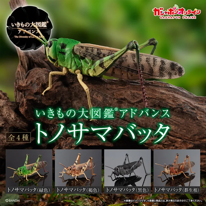 

Japan Bandai Twister Capsule Toys Mystery Box Locusts Grasshoppers Movable Simulation Insect Ornament Collections Gifts