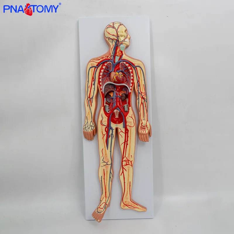 

Blood Circulation System Model Systemic Circulation Pulmonary Circulation Dual Circulation Heart Arteriovenous Model