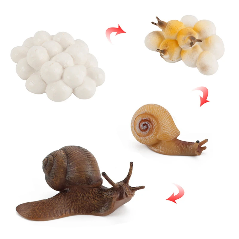 Snail Toy Growth Cycle Action Figure Animal Model Life Cycle Collectible Figurines Educational Toys Plastic Children Animals Set