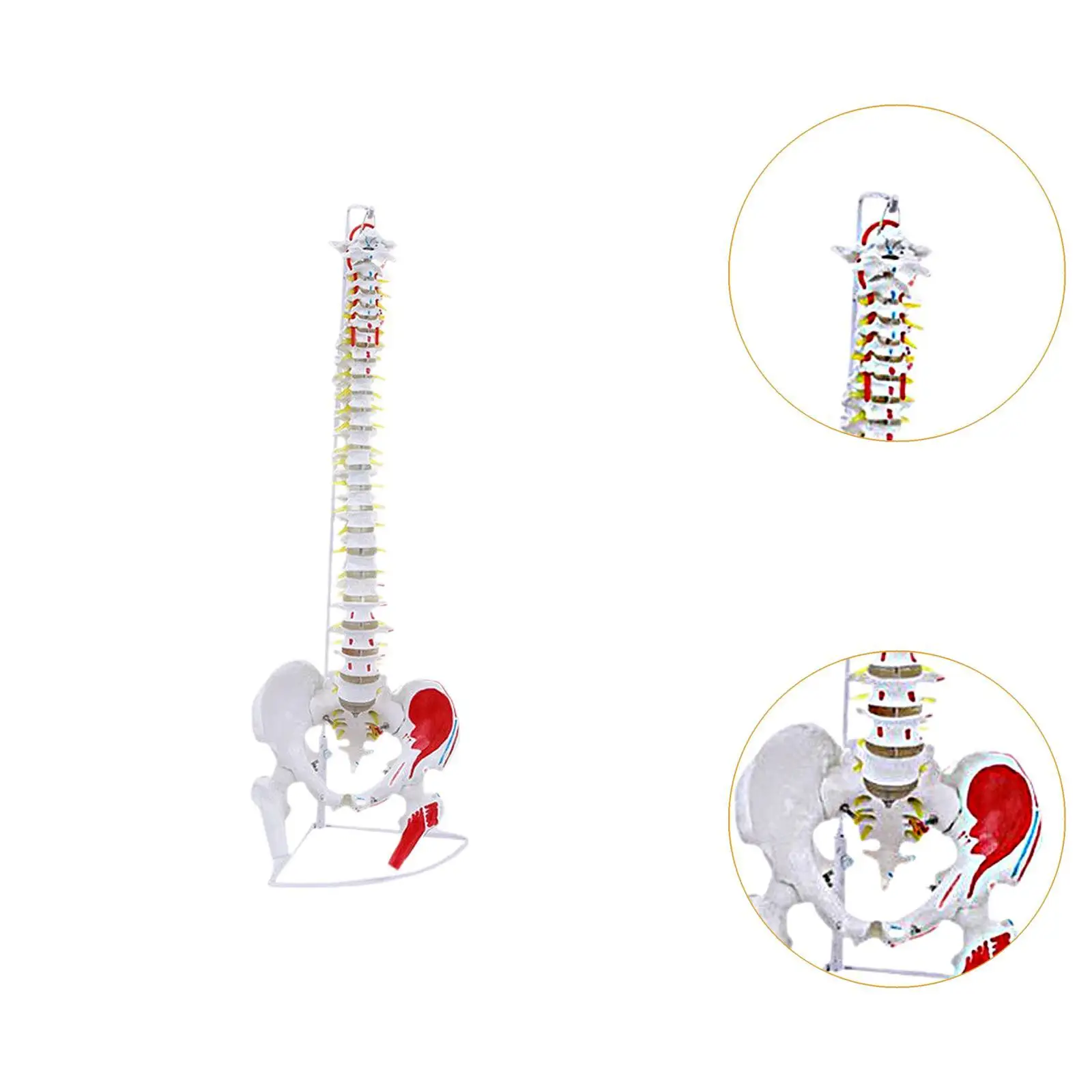 Modelo de columna vertebral, soporte de exhibición, decoración de escritorio, esqueleto, modelo de cable espinal con Base colgante, modelo de cable espinal para enseñanza