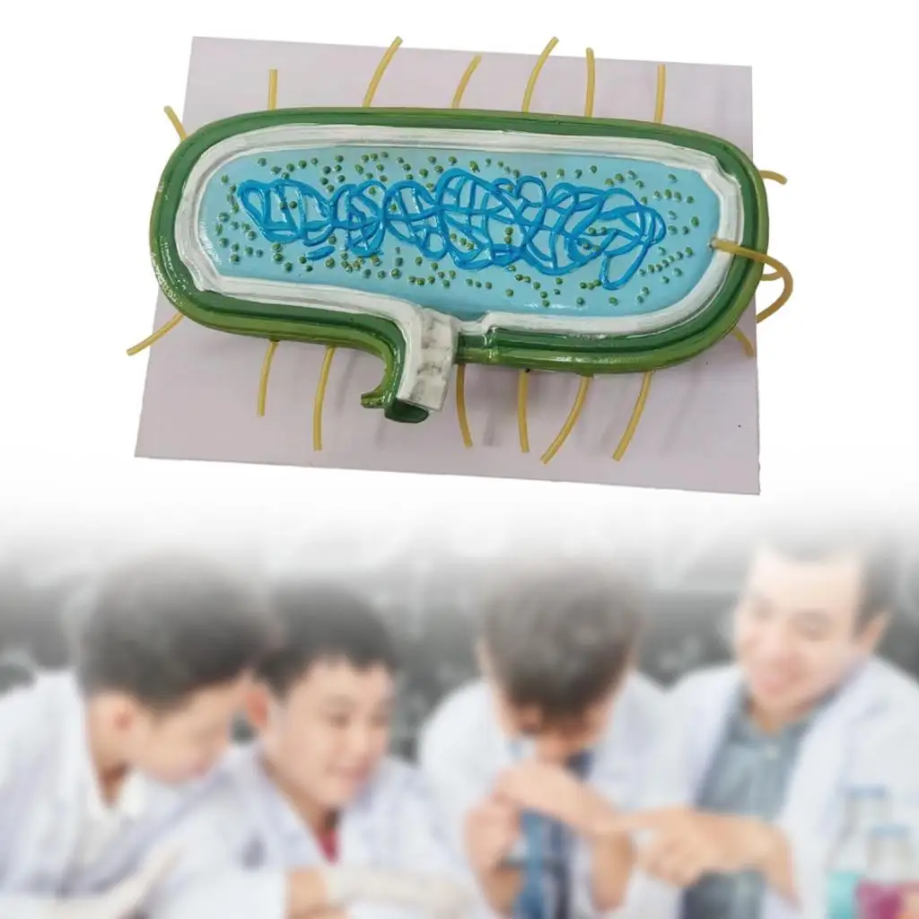 Anatomy Model Enlarged Biological Model Basic Teaching Cytoplasmic Membrane Prokaryotic Bacteria for Students