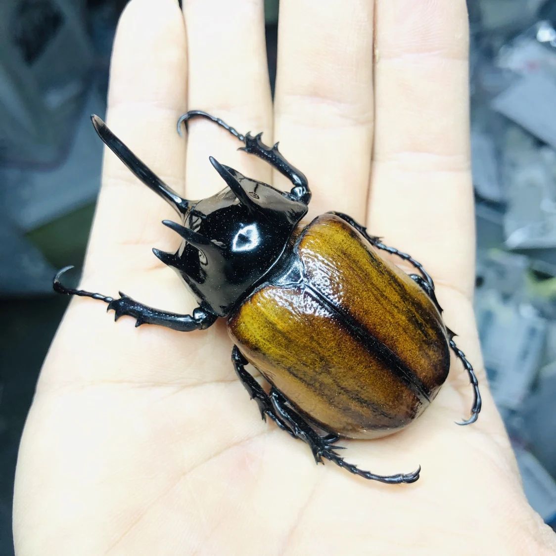 Oncomeris Flavicornis Beetle Home Accessories DIY Arts and Crafts Fairy Garden Home Decor Living Room Decoration