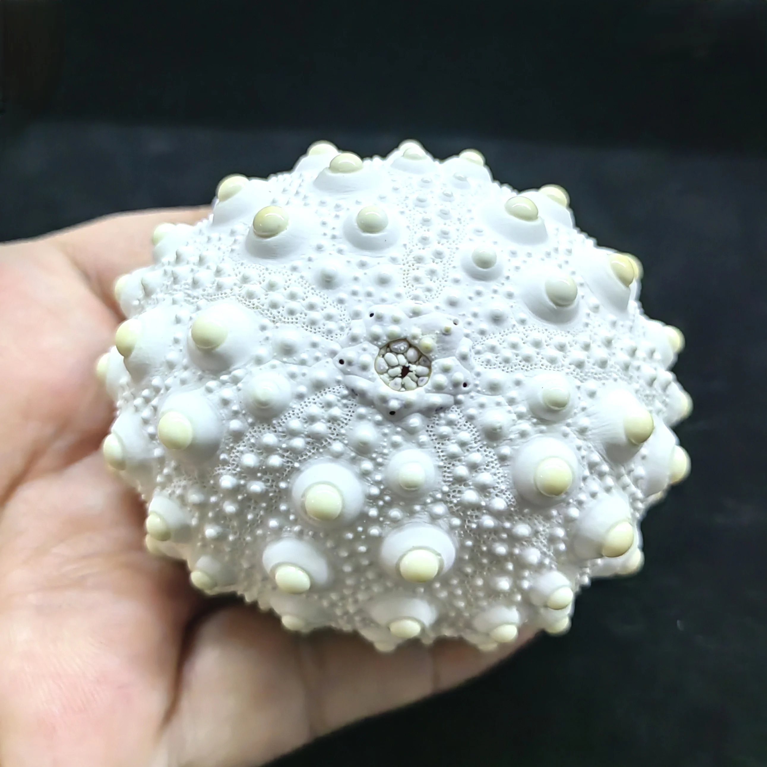 

Natural Sea Urchin Shell Plant Pot for Home Decoration - Set of 3 Unique Styles - Beach Craft Decor