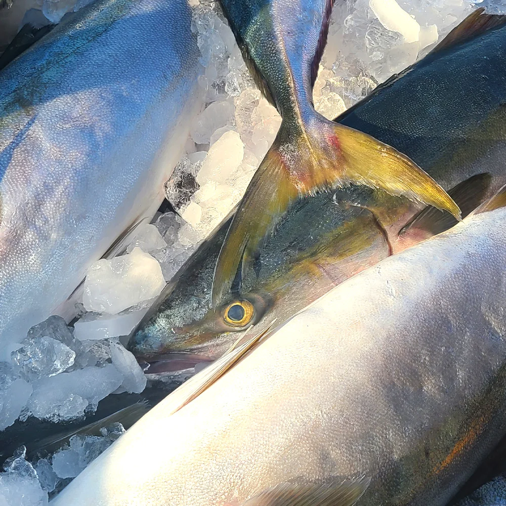 [سعر خاص] سمكة Daebang الموسمية (كبيرة) 10 كجم أو أكثر من شرائح السمك 500 جرام/1 كجم تتضمن صلصة الساشيمي البرية