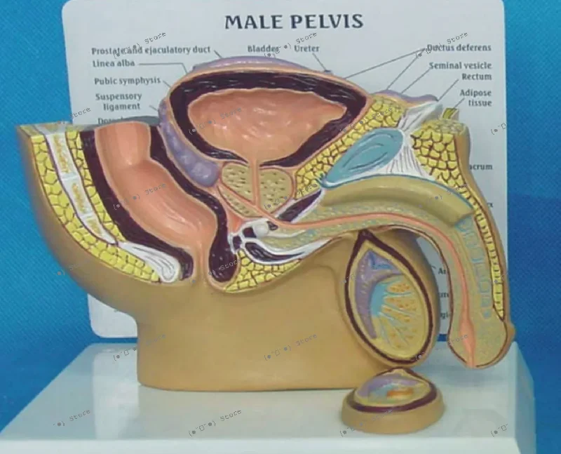 

male genitalia, urinary system, abdominal anatomy model, testis, prostate, bladder, entero-andrology, pelvic model