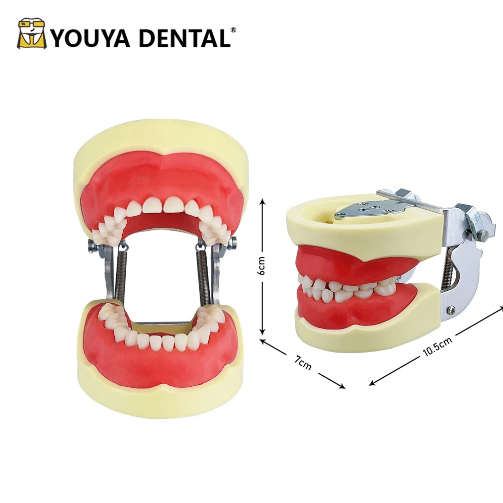 Children Teeth Teaching Model Gum Teeth Jaw Model For Dental Technician Student Oral Medical Demonstration Module