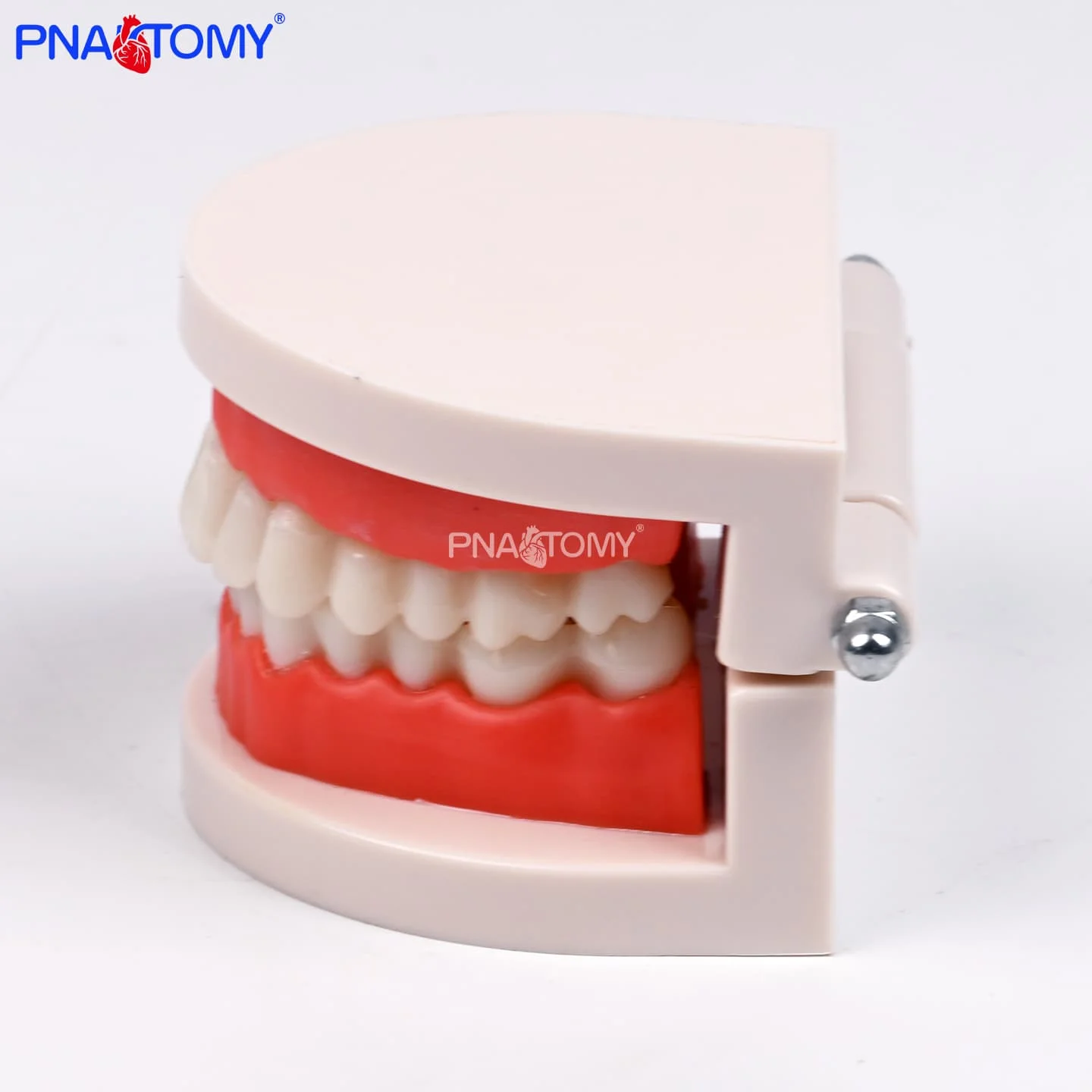 Life-Size Dental Hygiene Model Plastic PVC Correct Tooth Brushing Demonstration for Schools