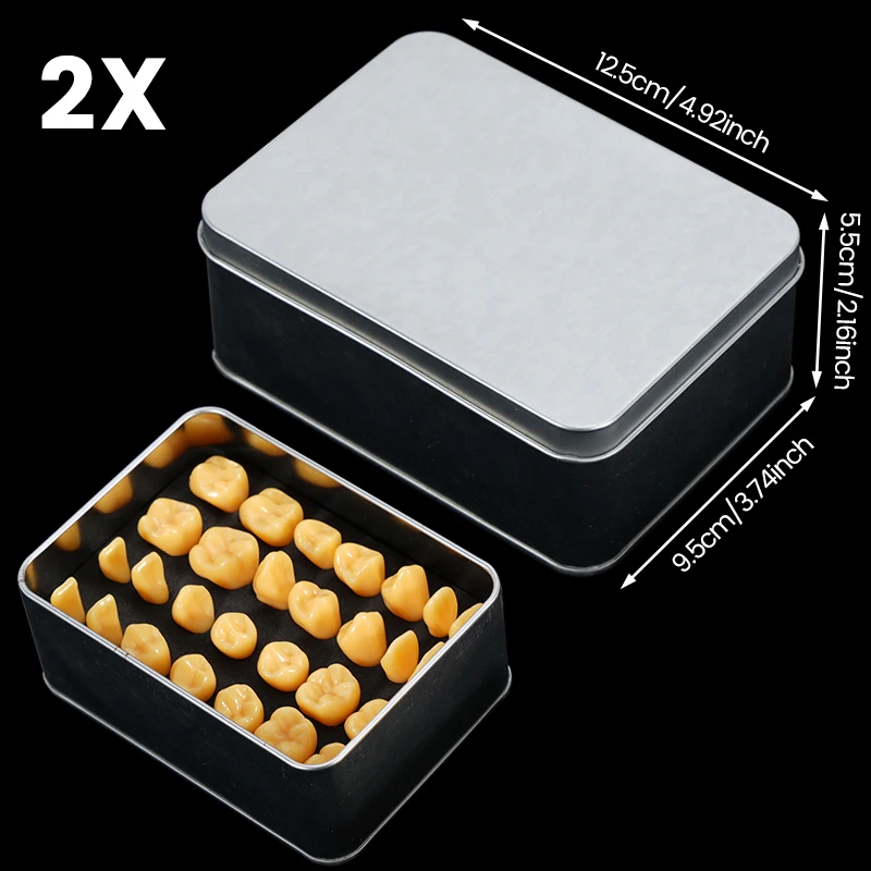 28 pz/set Dentista Intagliare Denti Modello Per Adulti Denti Permanenti Intagliati Modello di Confronto Odontoiatria Laboratorio Studio Dimostrazione