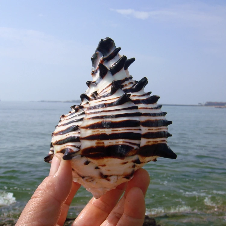 Natural Black Zebra Rock Shell, Black Murex shell,Tank Landscape, Creative Home Decor